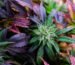 best-weed-strains